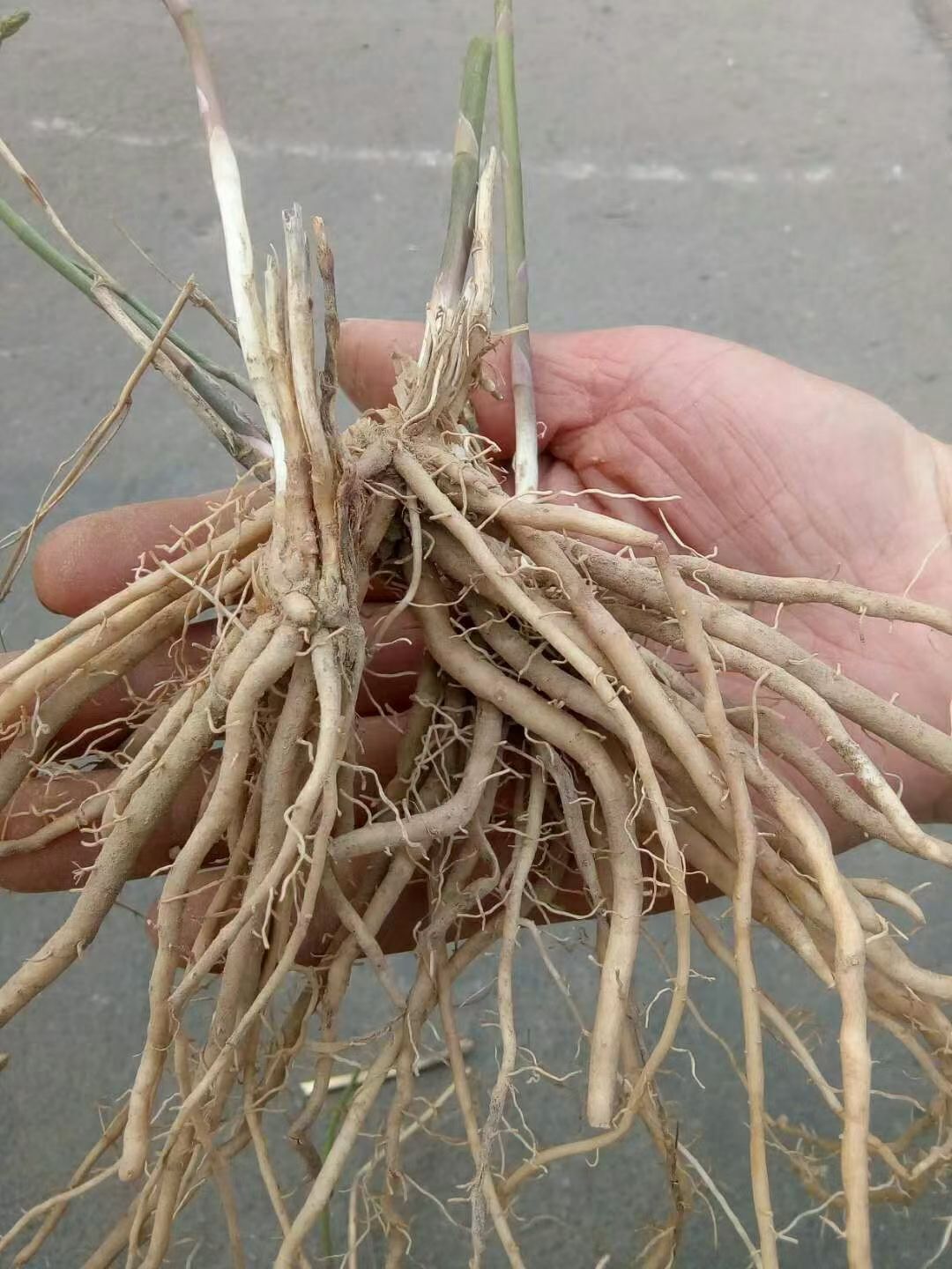 芦笋根  优质绿芦笋种苗，绿芦笋种子，绿芦笋种根