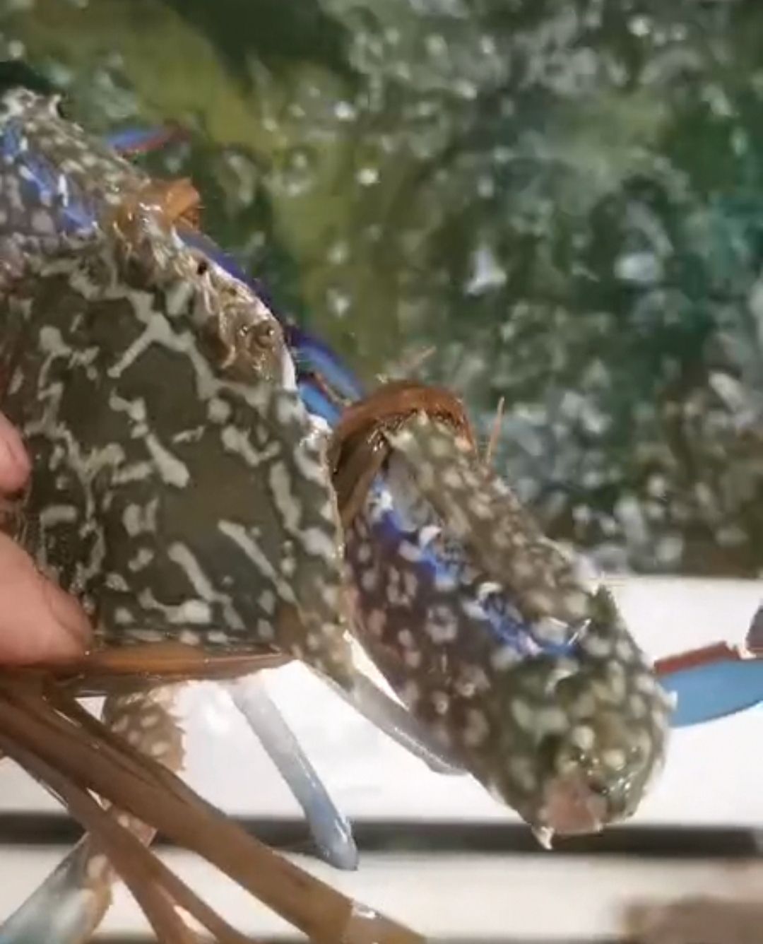  广西北部湾海捕蓝花蟹，花蟹，体大肥美，可蒜蓉清蒸