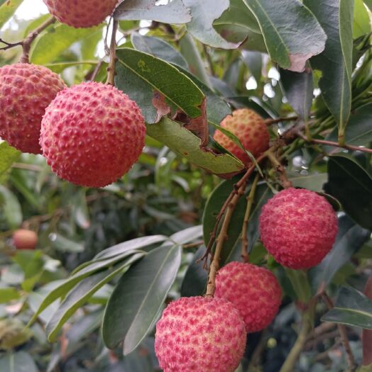 高州市白糖罂荔枝 高州平山库区荔枝