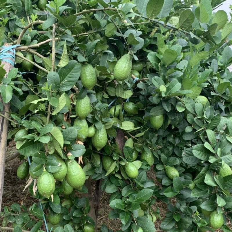 广东香水柠檬2年苗，香水柠檬苗，嫁接正品四季挂果根系发达