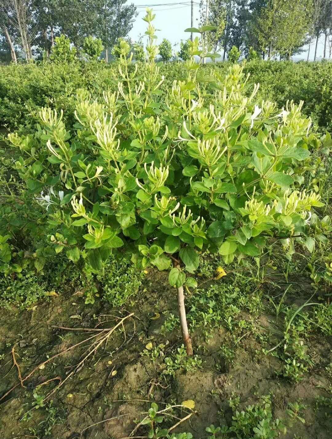 四季金银花苗批发 树型巨花一号金银花苗木 新品种产量高