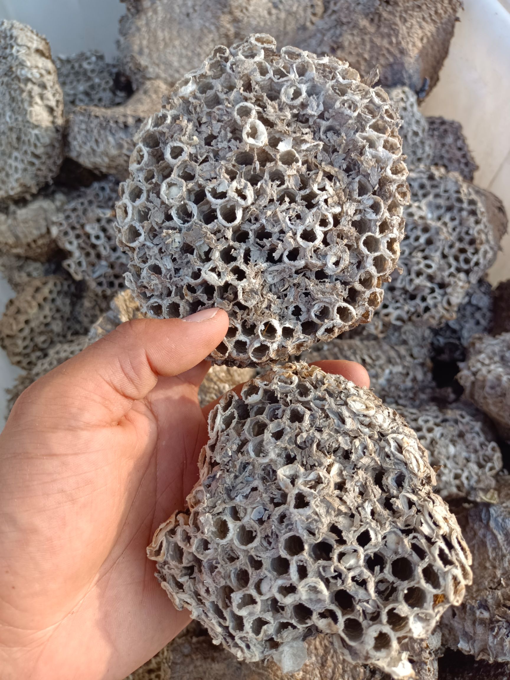 软蜂房正品露蜂房中药材马蜂窝黄蜂房可打蜂房粉中药材店铺