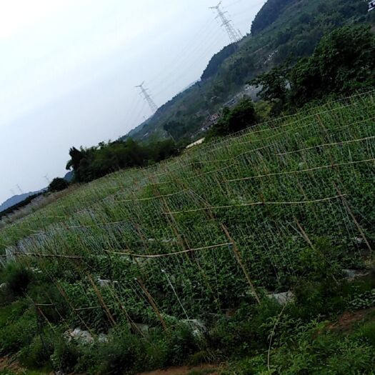 德阳豆角 大量供应本地豇豆
