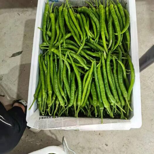 安顺线椒大量供应欢迎采购诚信经营一次合作终生朋友
