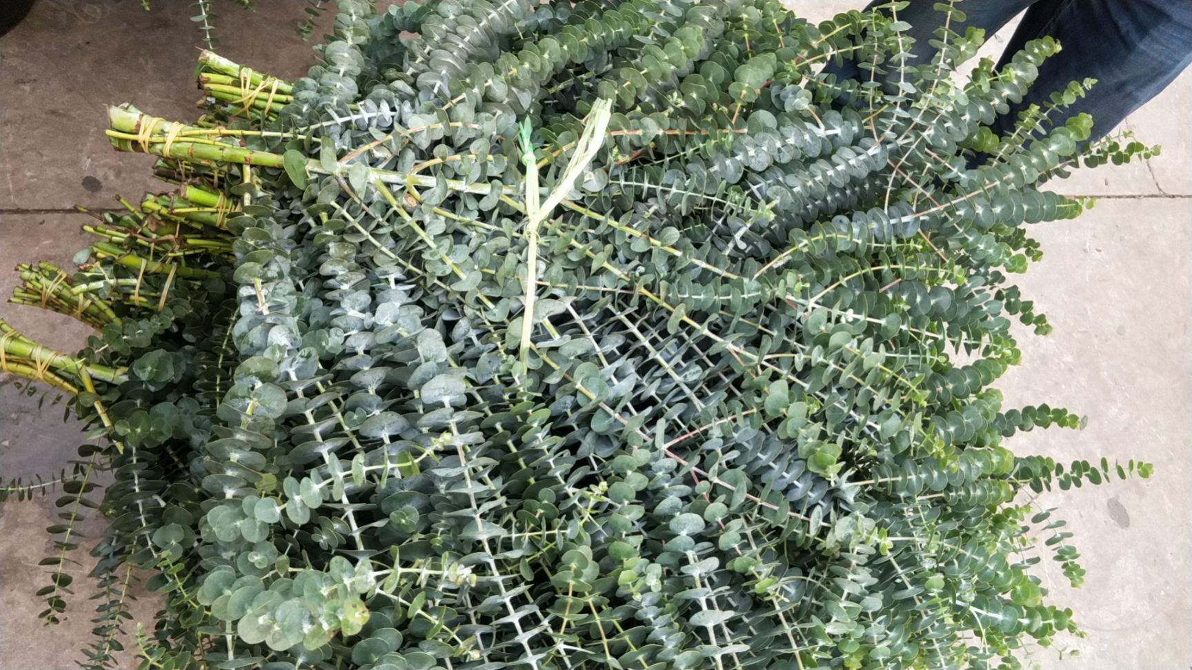 尤加利  每天上午剪摘，下午发货，新鲜，量大质优，欢迎新老朋友订货