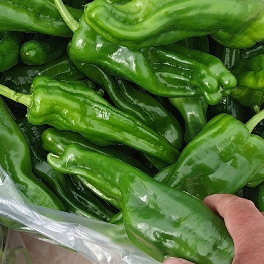 亳州黄皮辣椒  大量供应，辣椒 杭椒，螺丝椒 ，支持各种包装