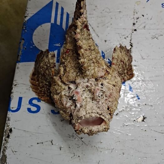 北海海鞭虾虎鱼 石头鱼，老虎鱼