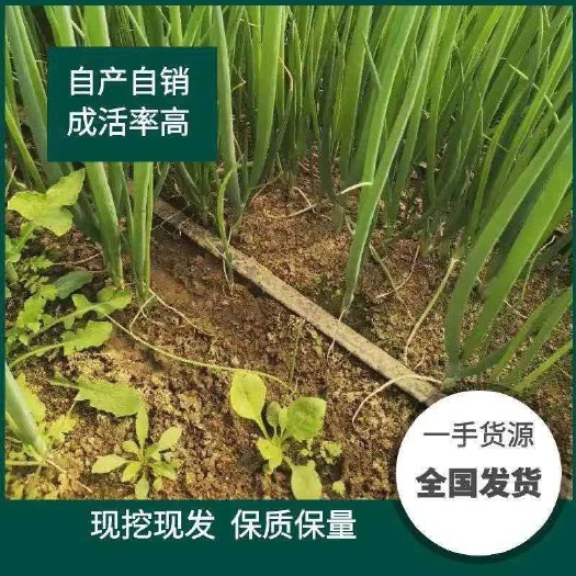 安丘市铁杆大葱苗  开春铁杆葱苗预订移栽开始，产地直供，全国发货，