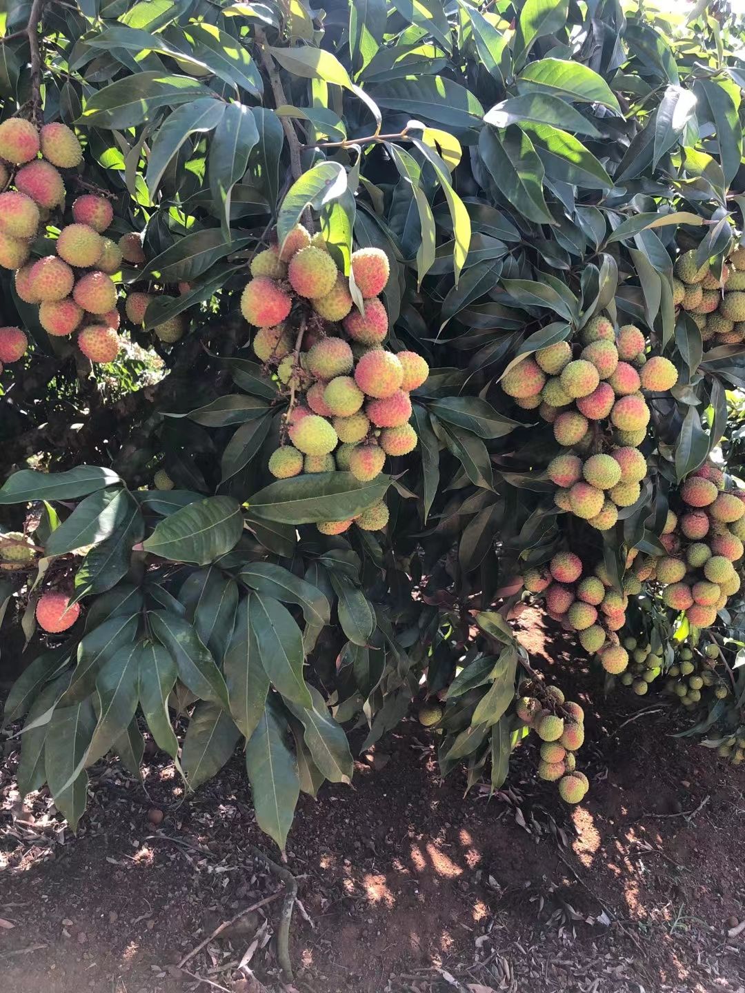 妃子笑荔枝  广西荔枝之乡妃子笑