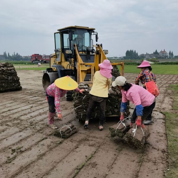 百慕大草坪，马尼拉，绿宝石草