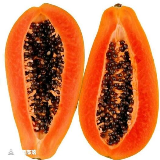 灵山县红心木瓜苗  水果木瓜苗，红肉木瓜苗假一赔十，