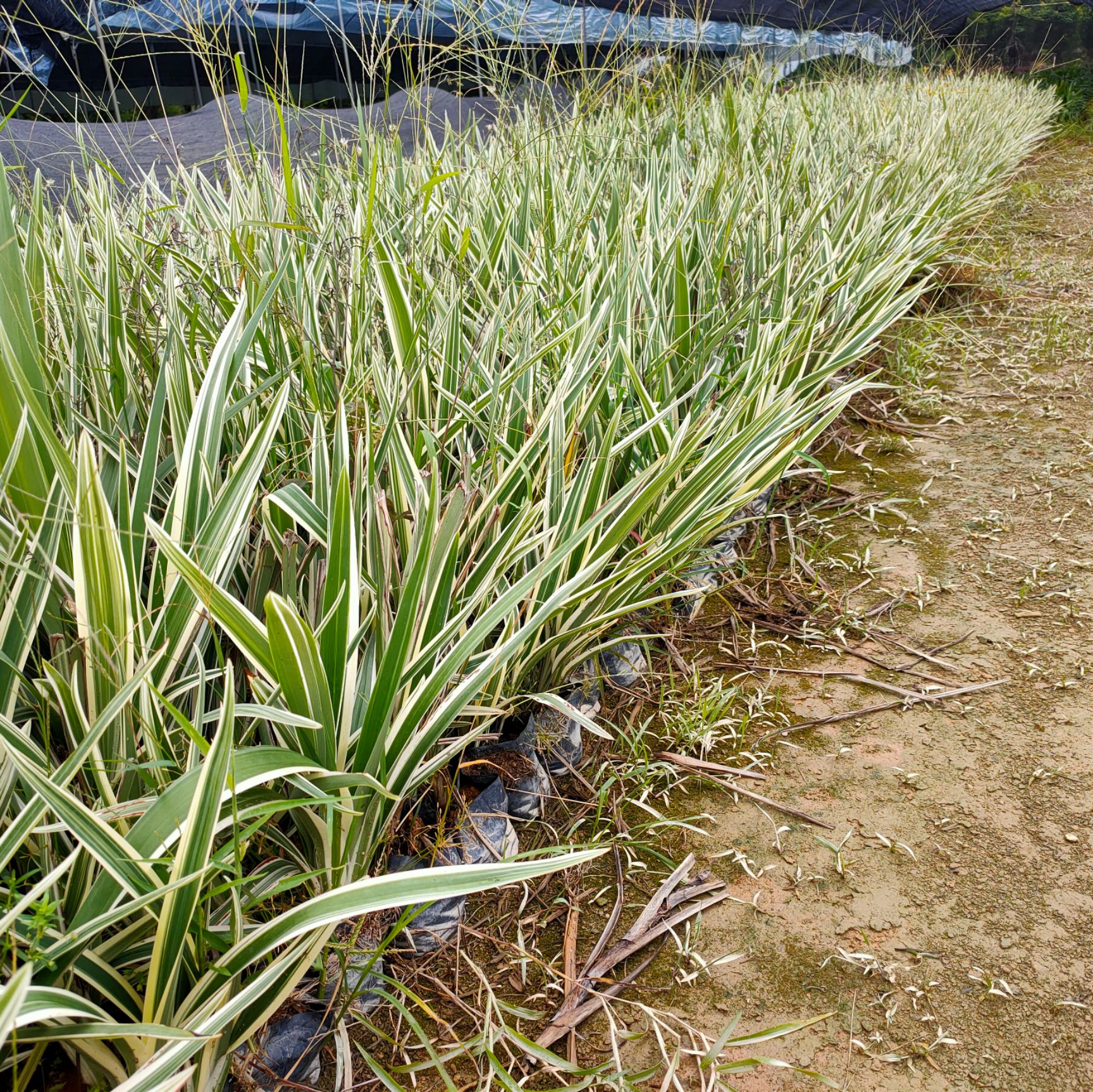 银边山菅兰