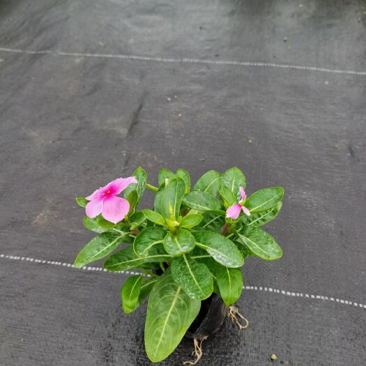 佛山长春花，泥炭土栽培易生长，货量充足 冠幅大