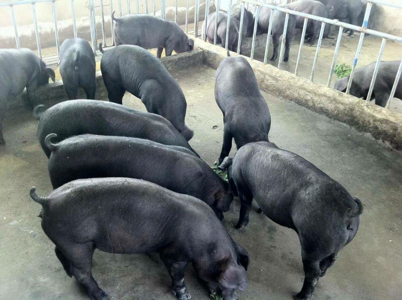 苏太猪苗  苏太母猪 产崽多抗病能力强 生长速度快 全国各地