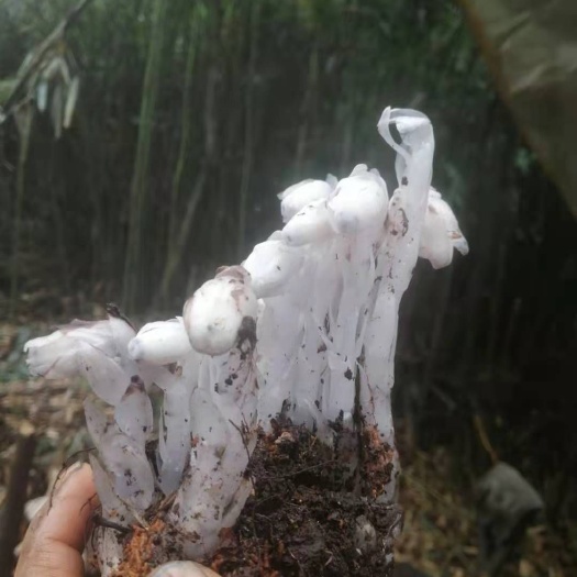 峨边县水晶泥 水晶兰需要的抓紧了好货不等人