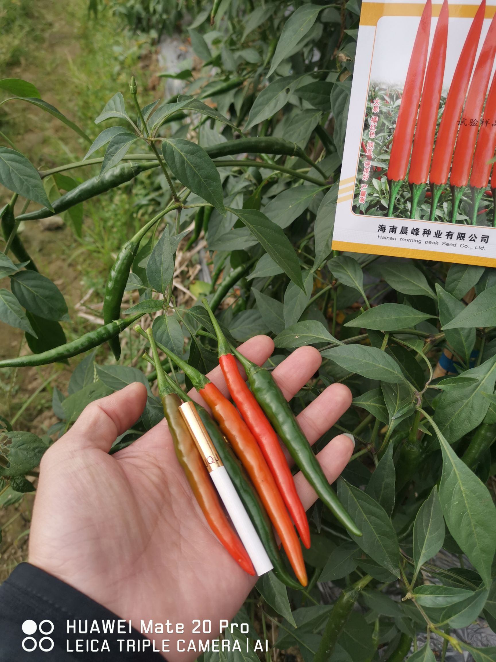 朝天椒种子  大果朝天椒品种，海南长剑8号，果大，硬度好，产