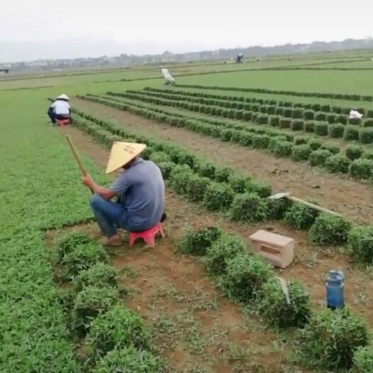 清远大叶油草