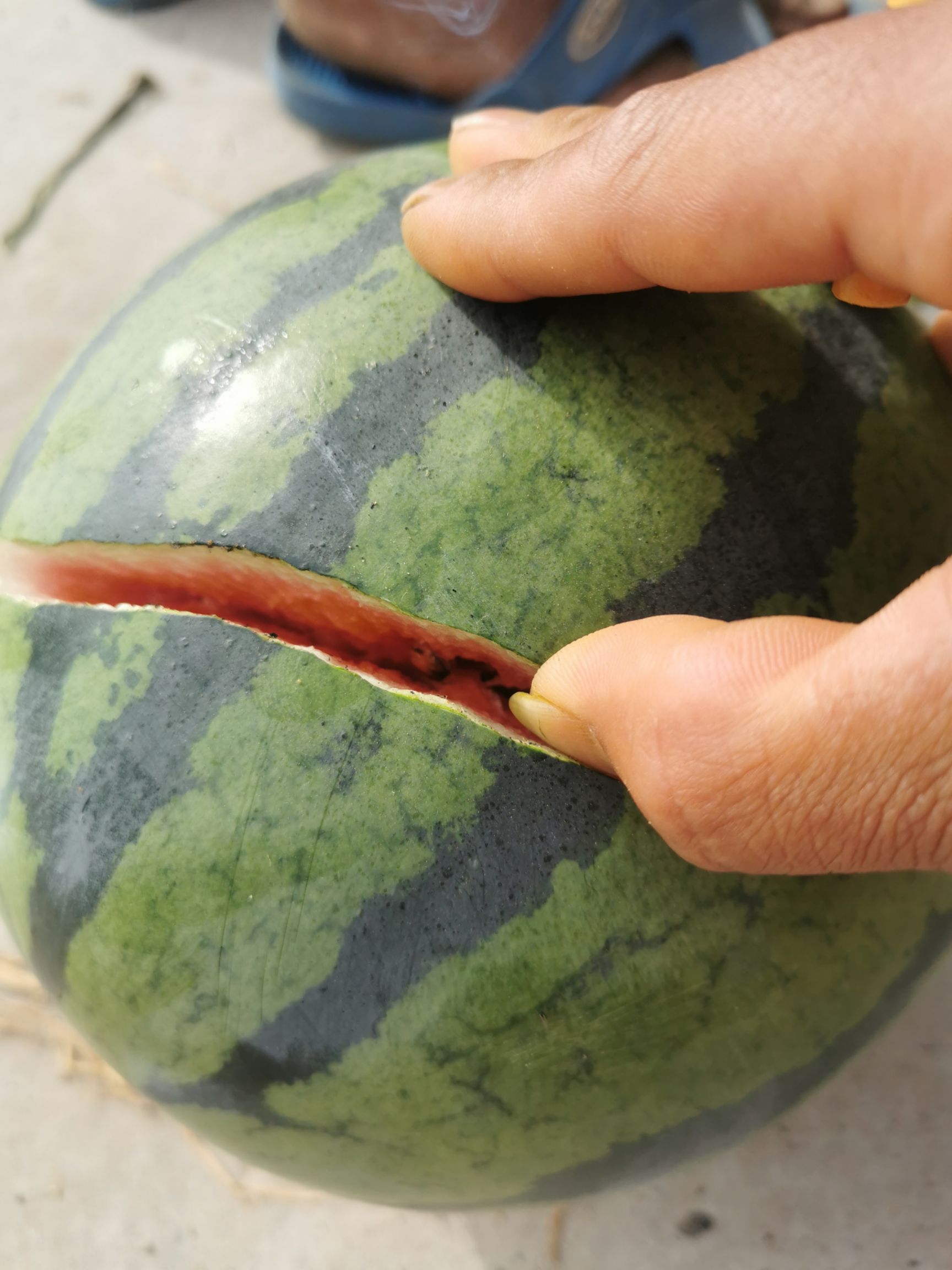 京欣西瓜  河南西瓜