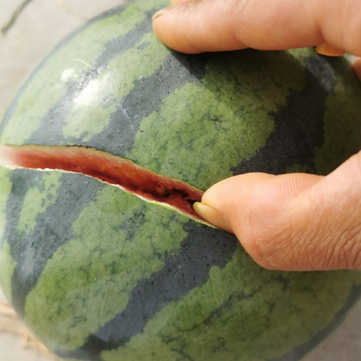 京欣西瓜  河南西瓜