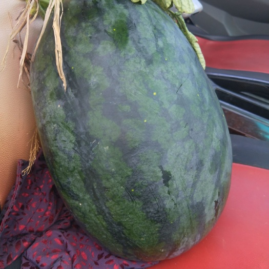 南宁 黑美人西瓜