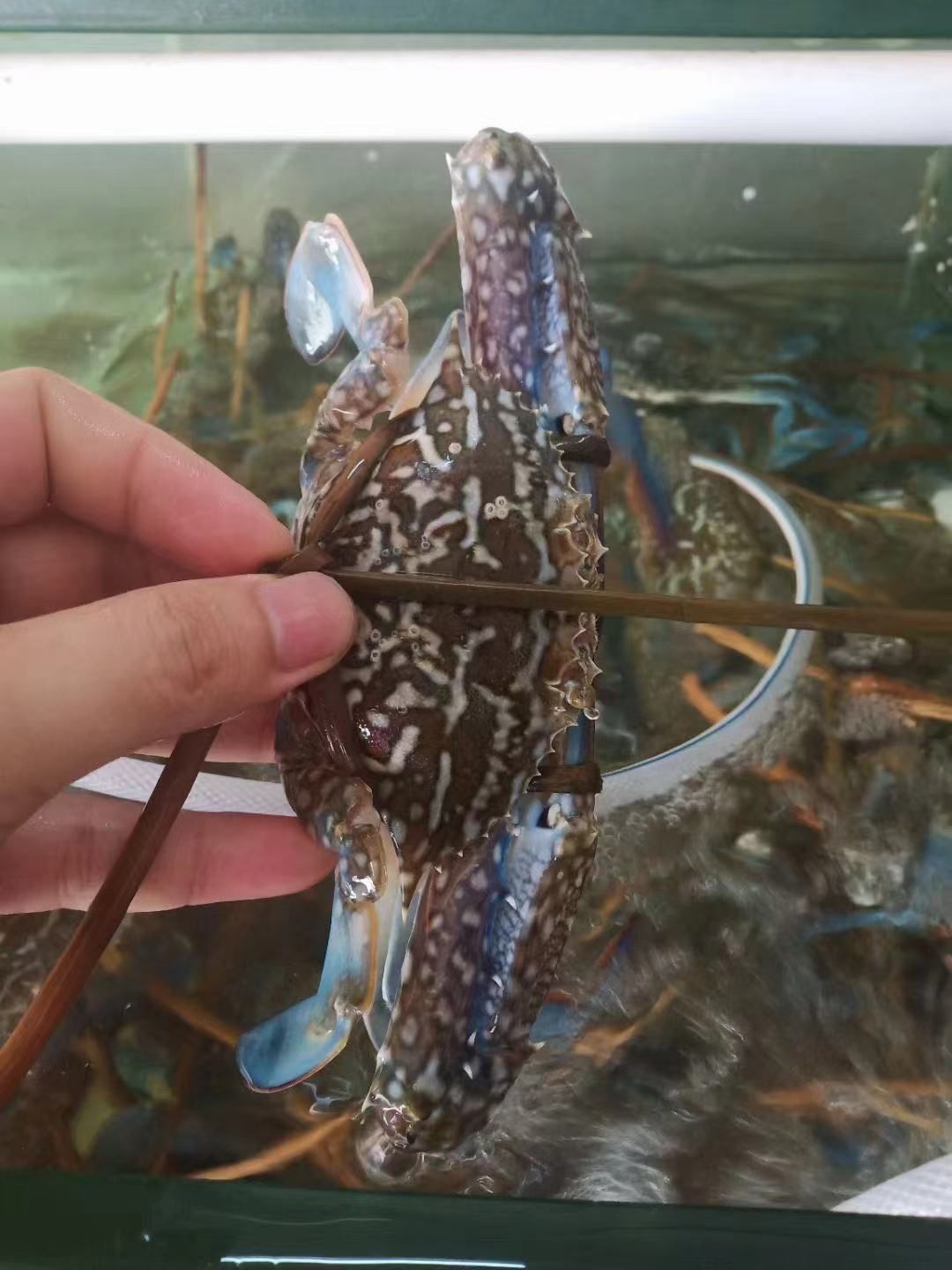  广西北部湾海捕蓝花蟹，花蟹，体大肥美，可蒜蓉清蒸