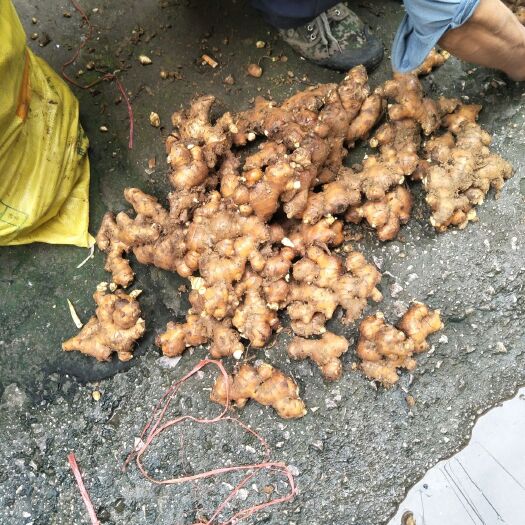 罗城县 生姜