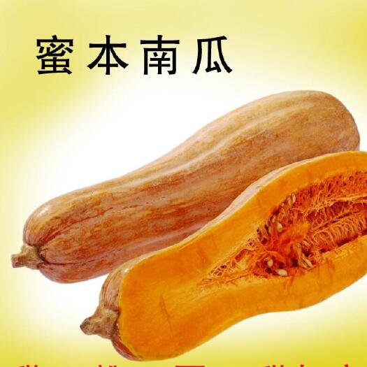 河口县 蜜本南瓜，货源地直发！