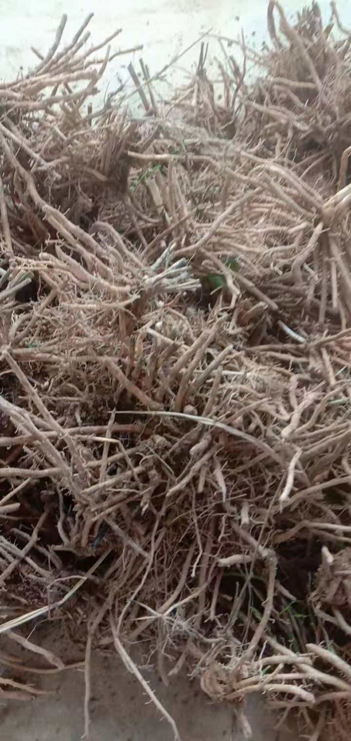 芦笋根  优质绿芦笋种苗，绿芦笋种子，绿芦笋种根