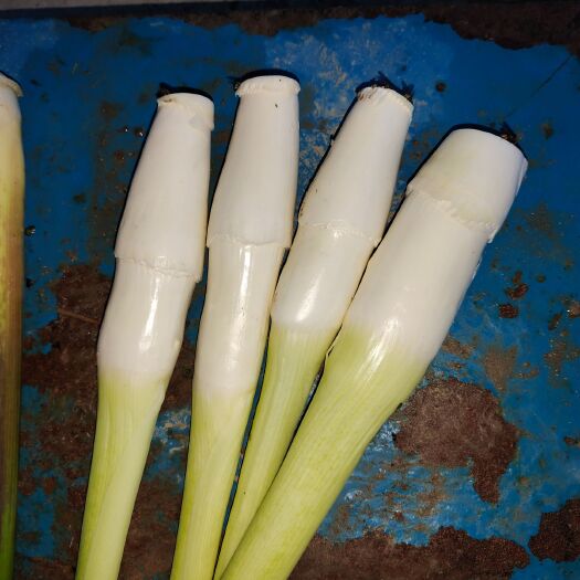 颍上县精品茭白