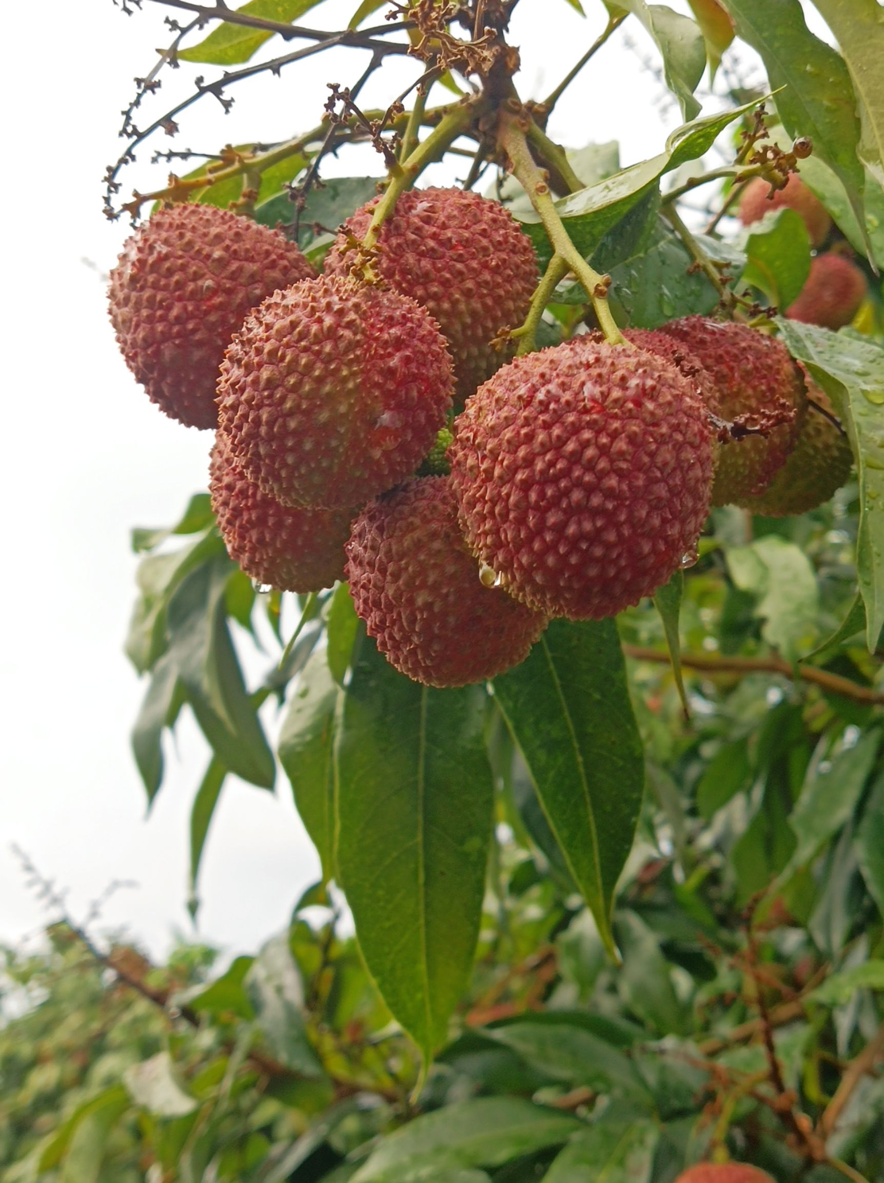 廣西合浦荔枝,各種品種