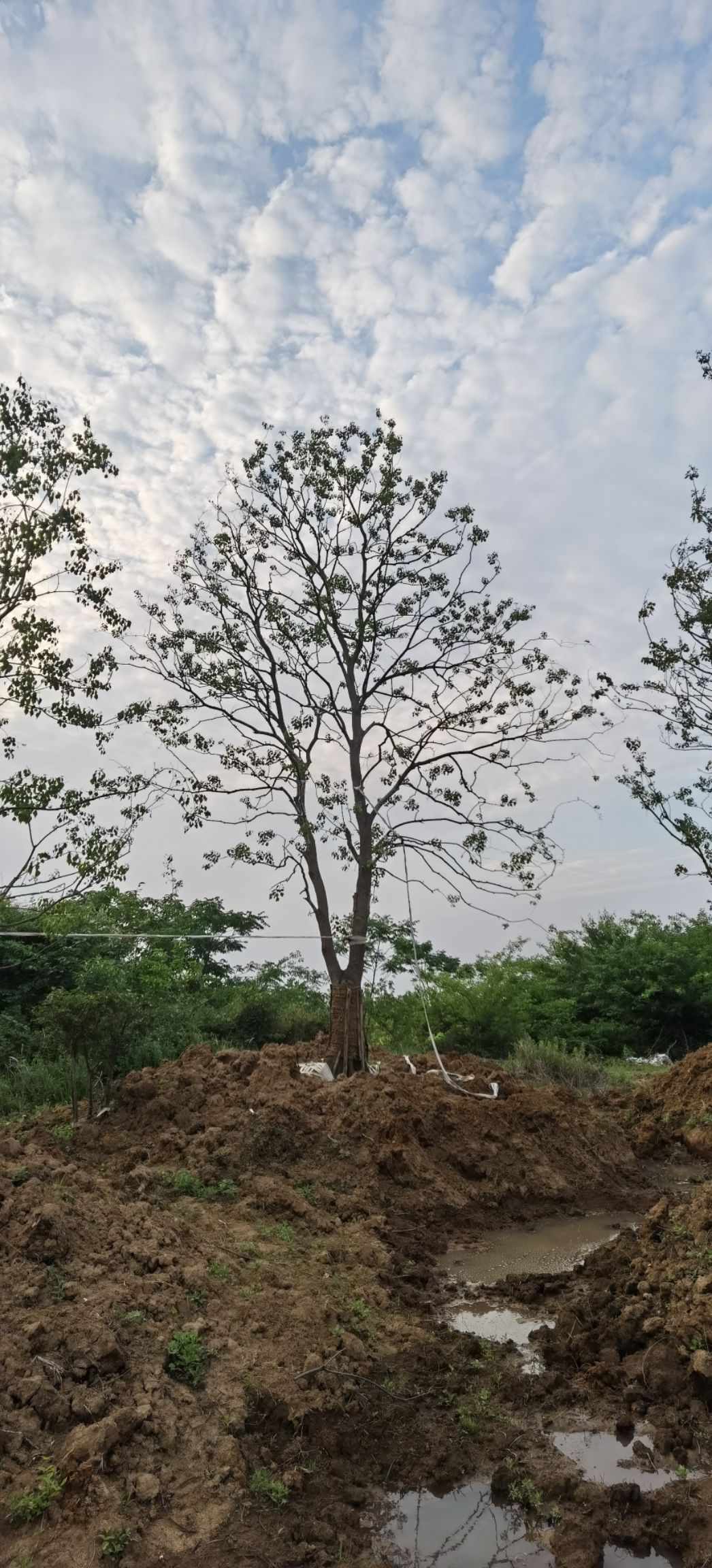 安徽移植丛生乌桕供应 丛生乌桕产地 丛生乌桕规格齐全