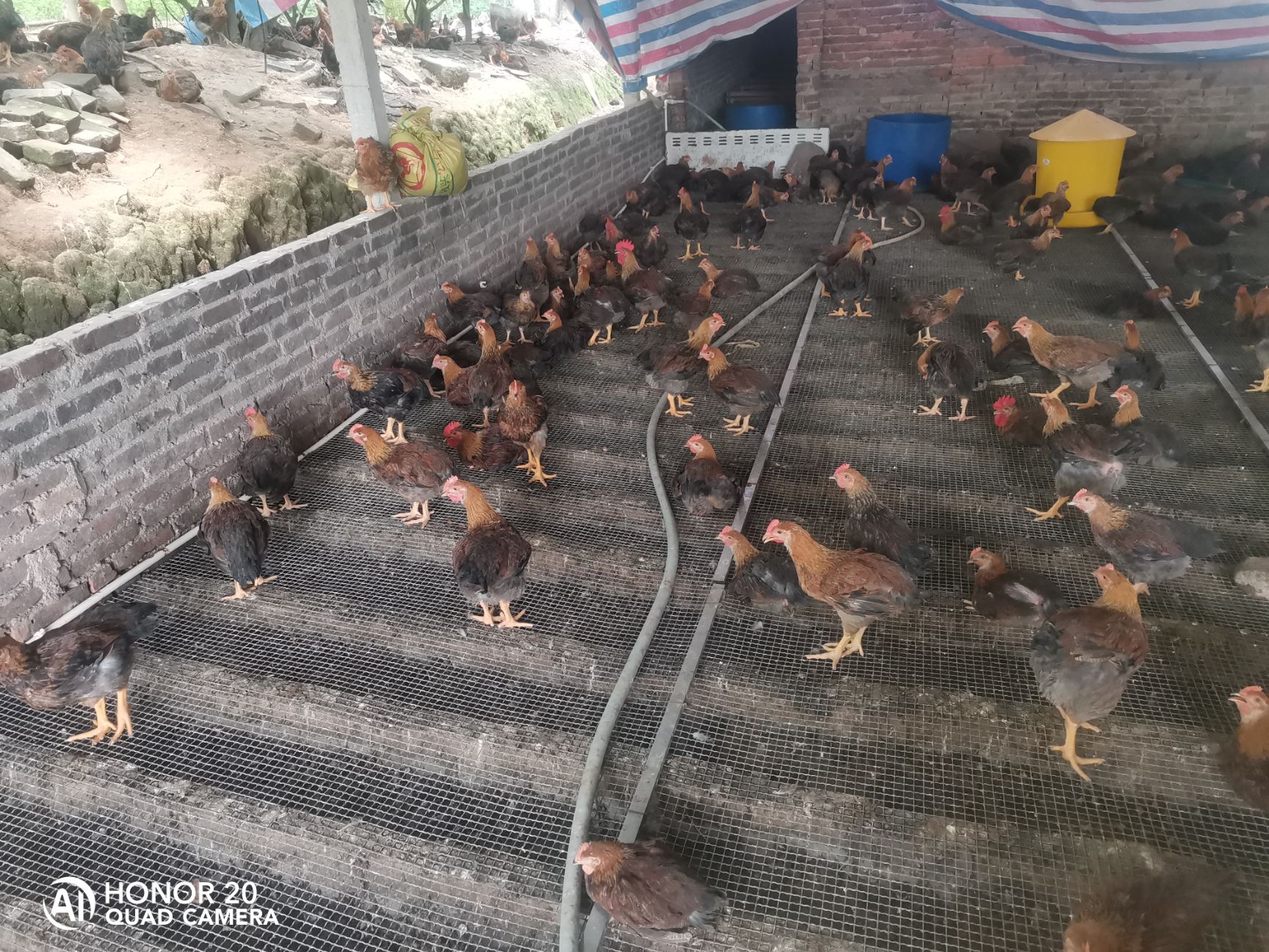 阉鸡苗  清远2号麻阉鸡，一斤多的青年阉鸡