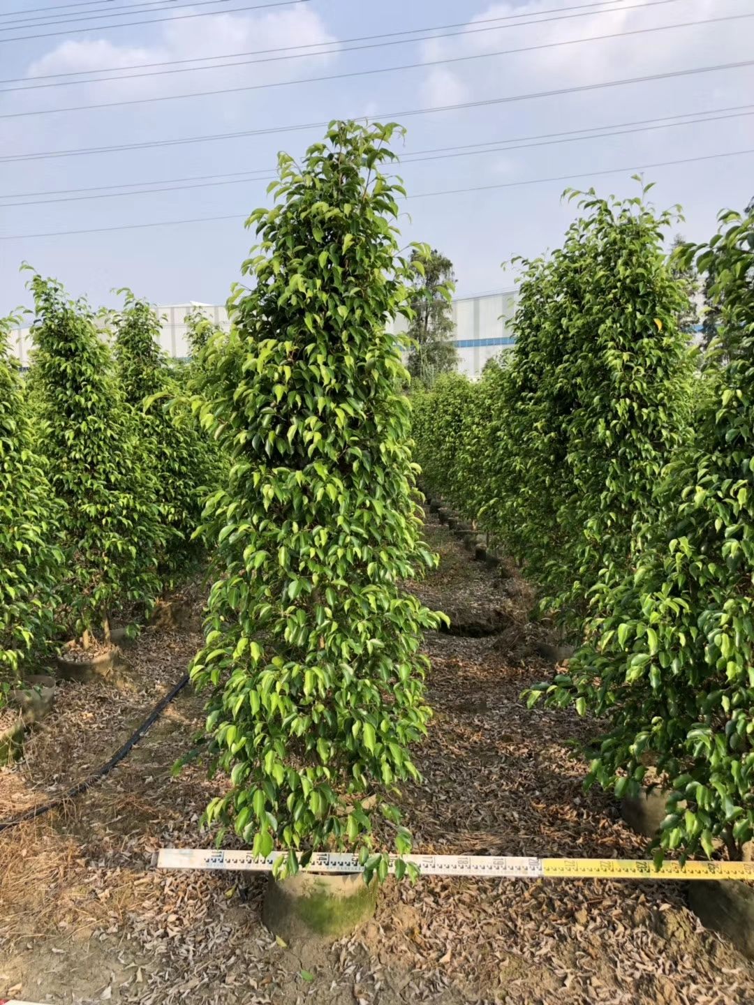 广东产地专业种植：垂叶榕 垂叶榕柱H：200～250公分柱型