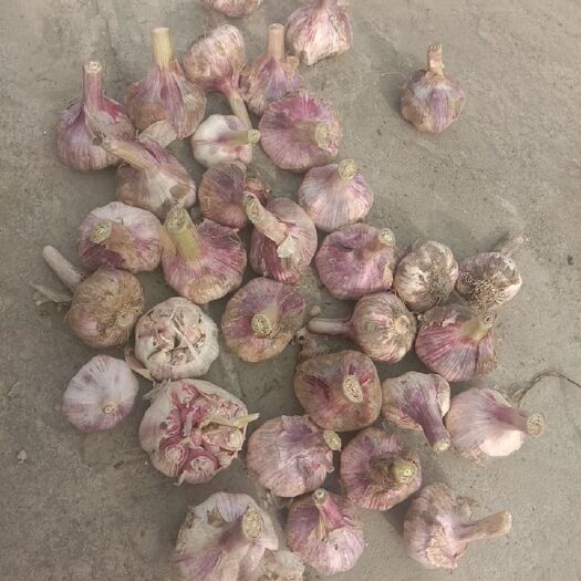 濉溪县红皮蒜 大蒜