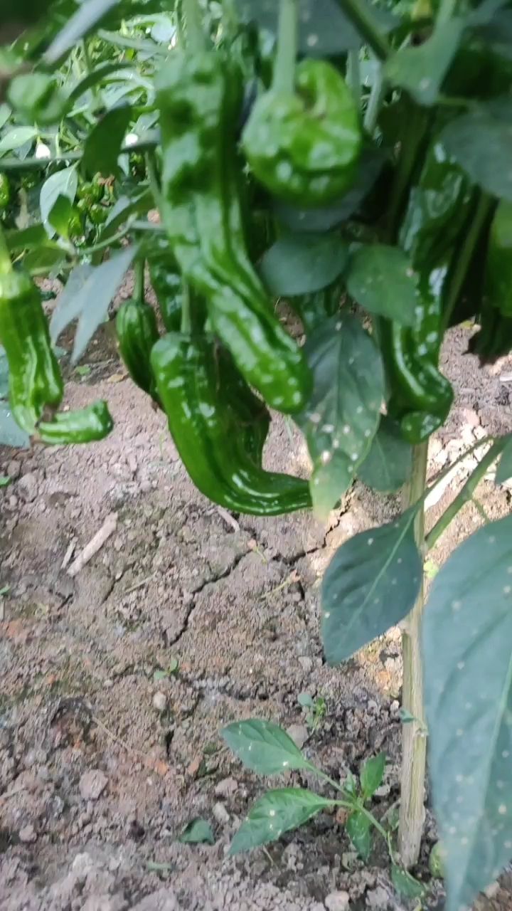皱皮椒  安徽精品香辣小皱皮