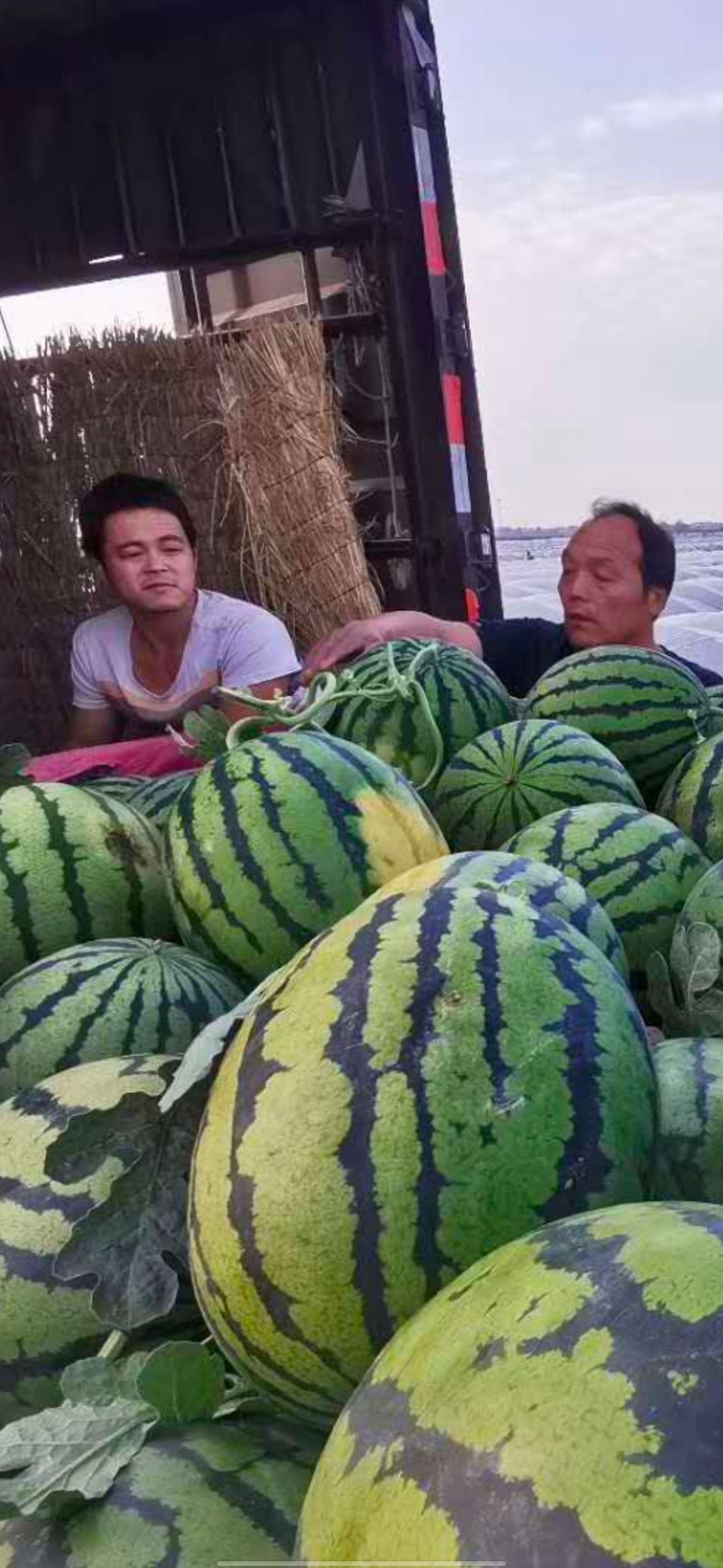 陕西蒲城甜王西瓜皮溥脆甜