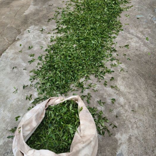 怀集县 肇庆市怀集县甘洒镇高山冻顶乌龙茶