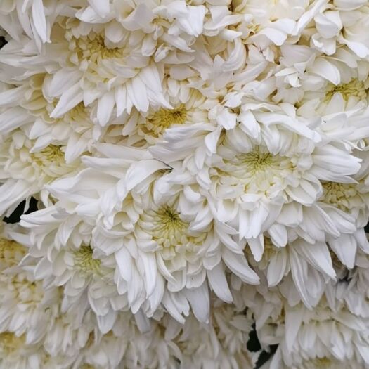 新沂市好白菊，肉多耐放花头鲜亮