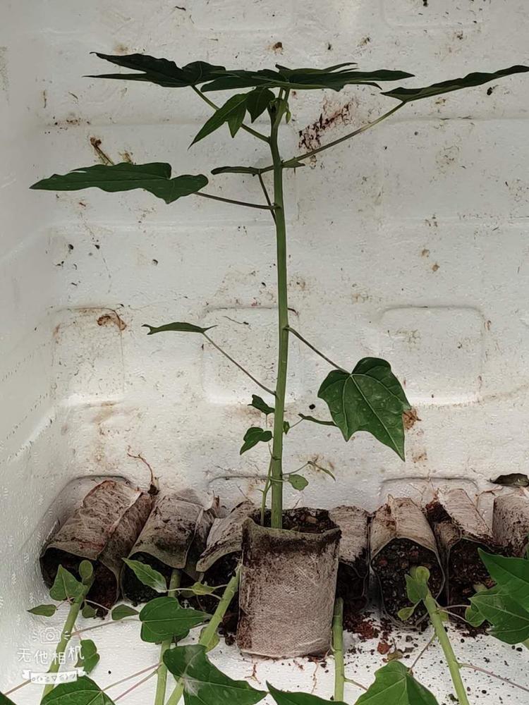 红心木瓜苗  大青水果木瓜