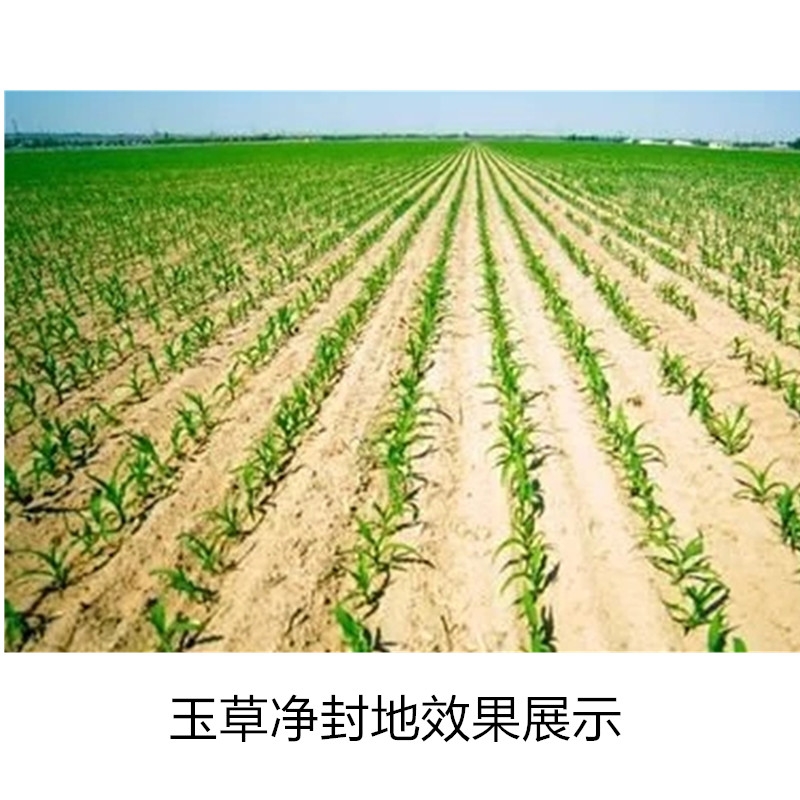 莠去津  玉米专用苗前除草封杀神剂杂草烂根济玉米田地封闭药剂