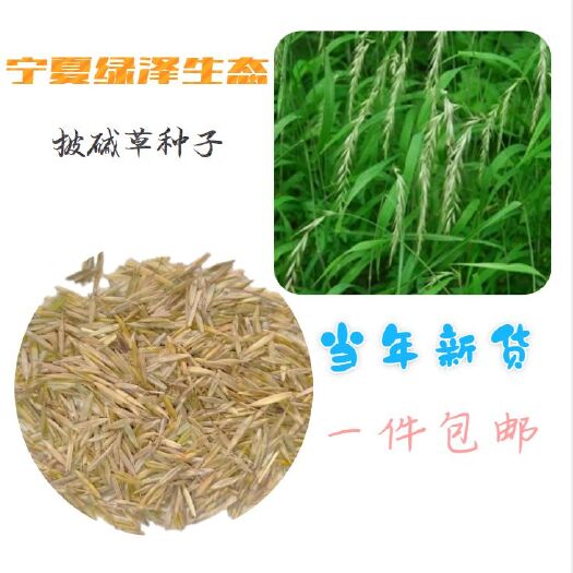 隆德县优质牧草籽垂穗披碱草种子四季种养牛草碱草老芒麦种子 量大从优