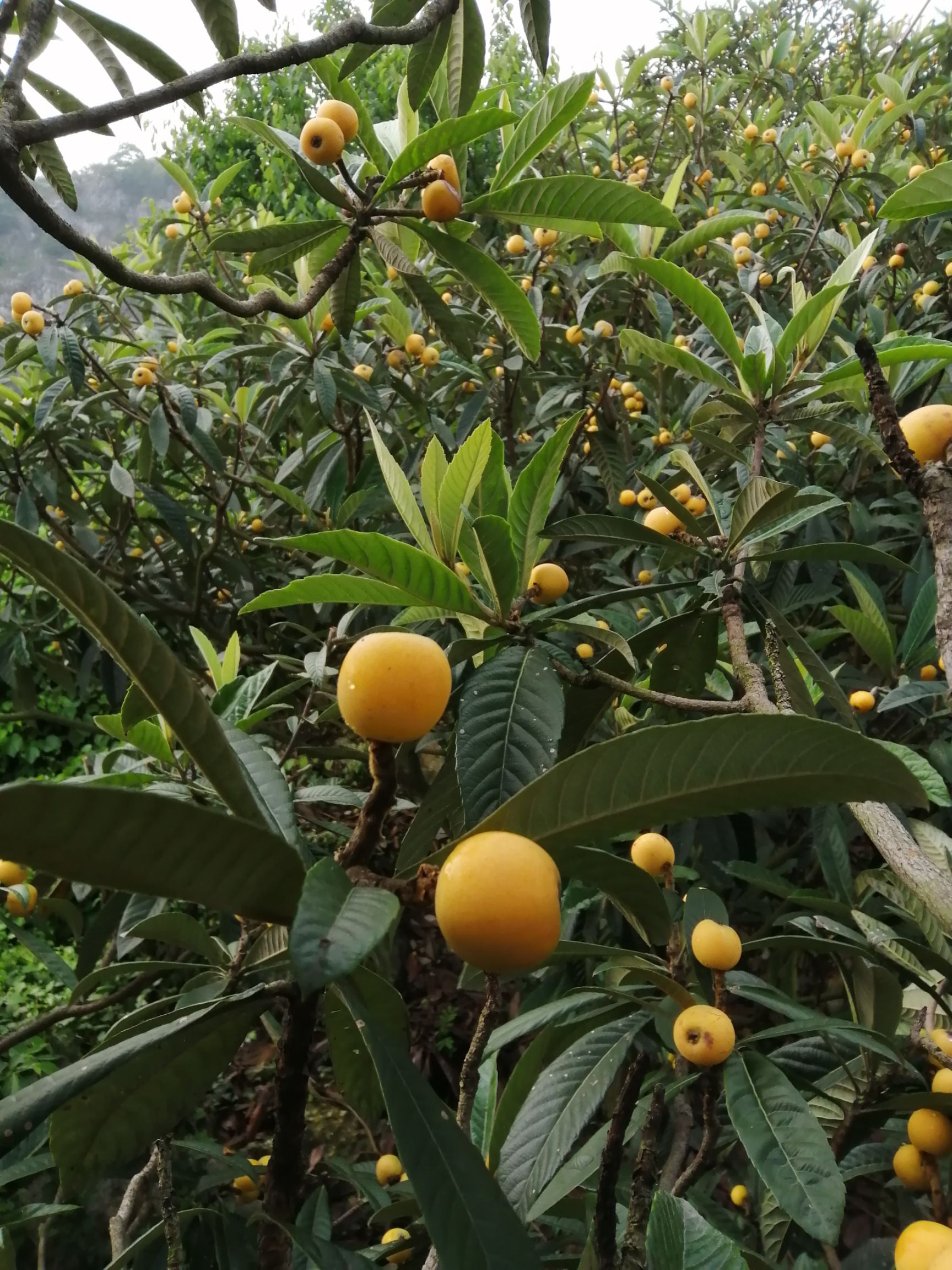  金庭青种枇杷。茶叶，杨梅∨