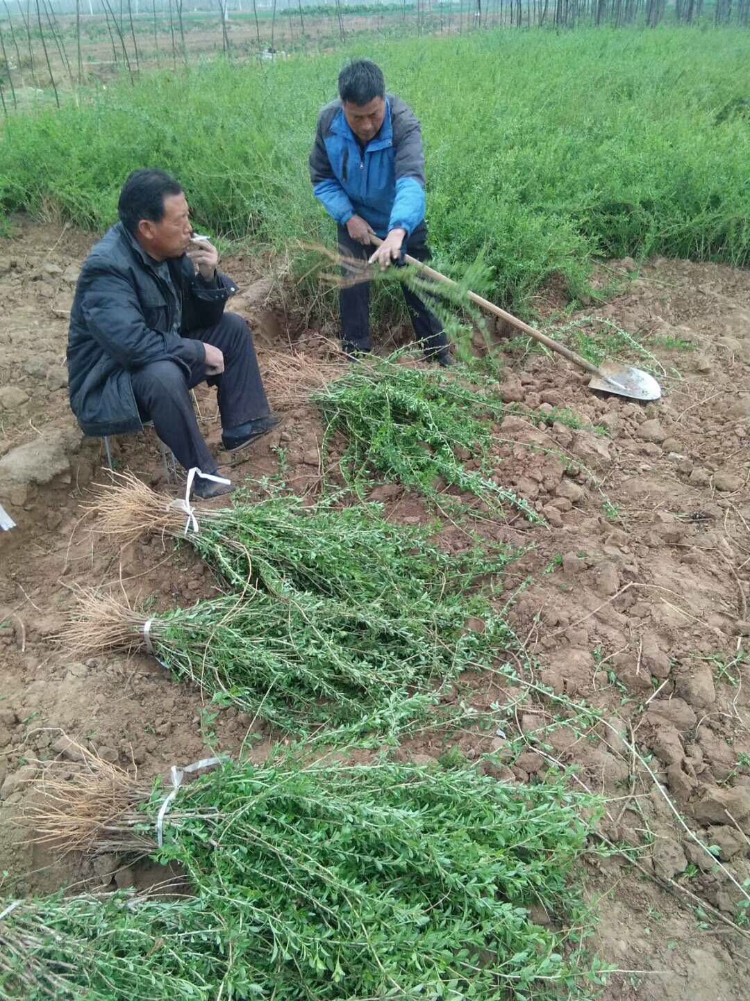 红枸杞苗 枸杞苗木基地 中华血杞一号枸杞树苗 新品种产量高