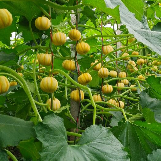 昌乐县精品桔瓜，可以通货，可以论斤，可以精品论个，可以包装好发物流