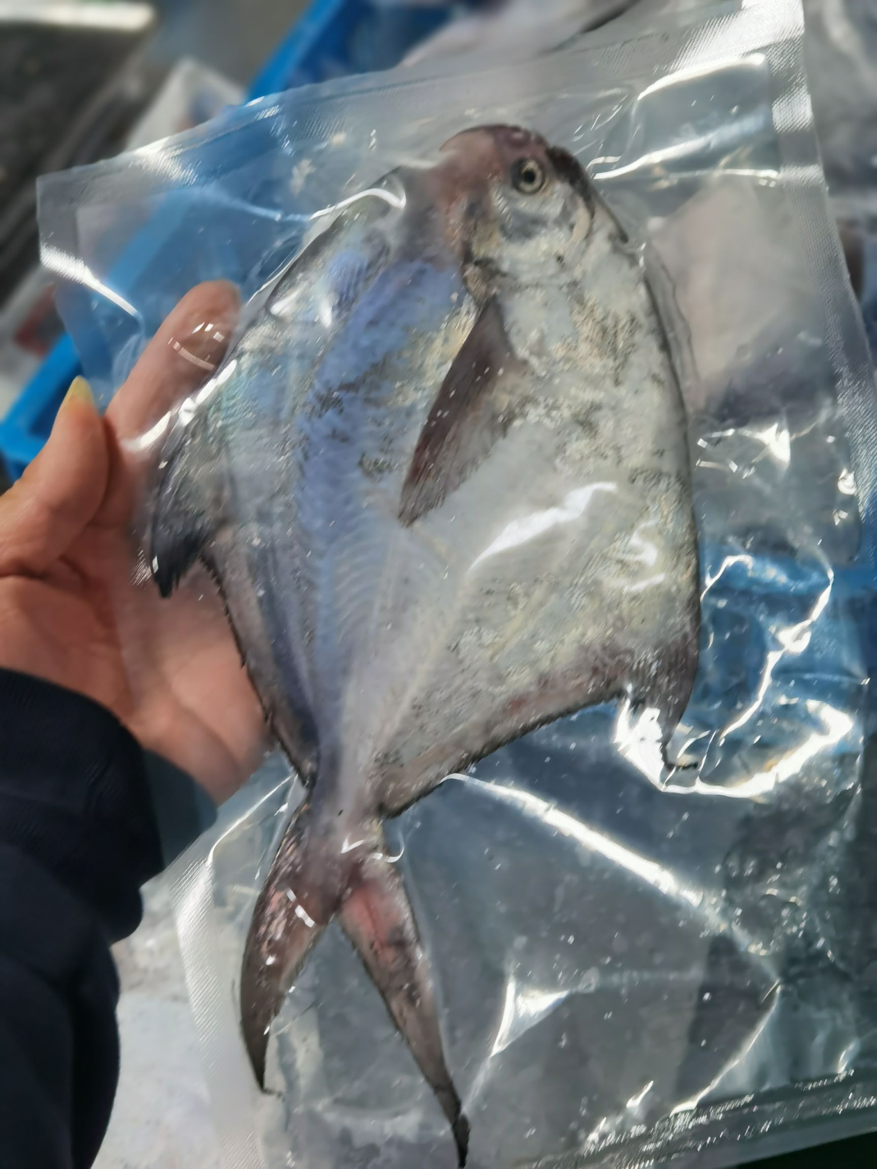 白鲳鱼 雷达网大鲳鱼