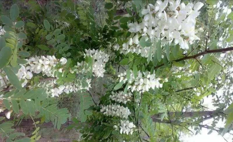 承德县 新鲜槐花大量现货供应
