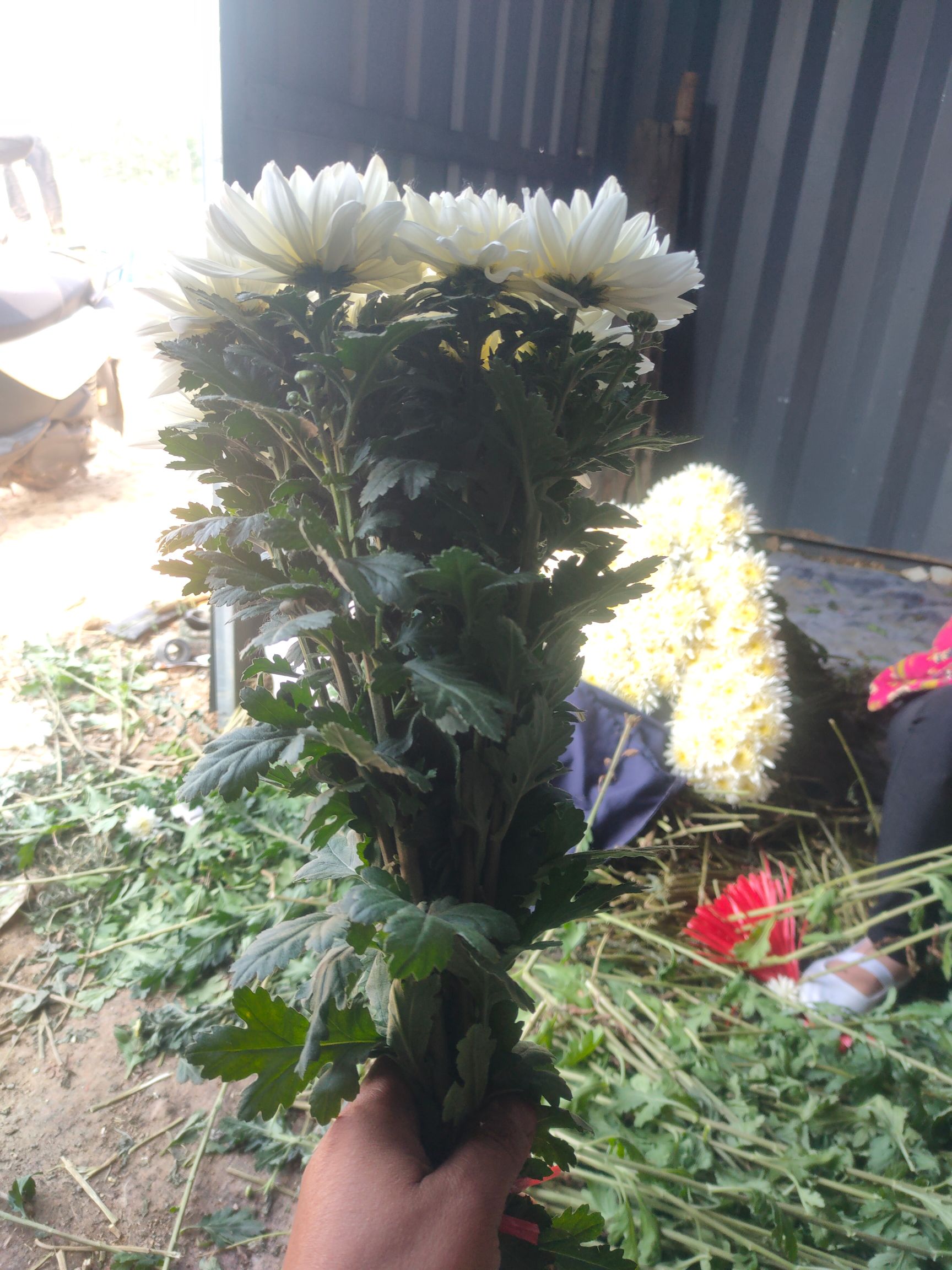 菊花  鲜切花  白菊