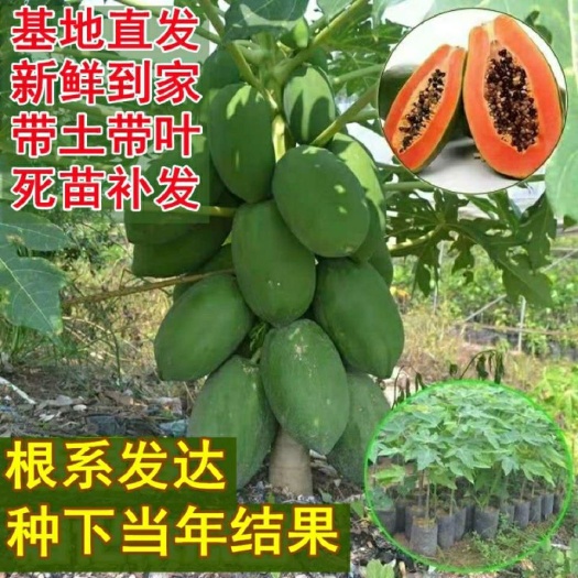 灵山县红心木瓜苗  大青水果木瓜