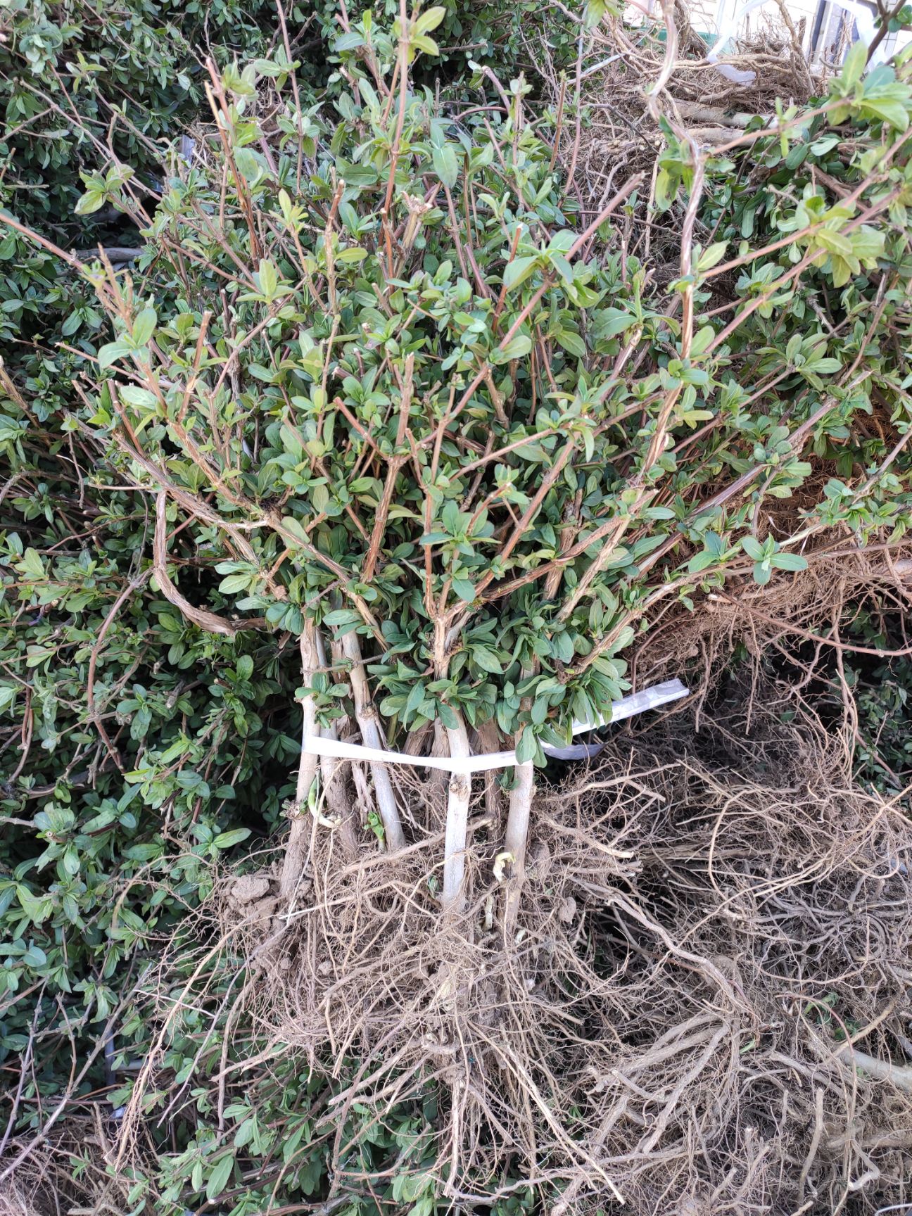 四季金银花苗批发 树型巨花一号金银花苗木 新品种产量高