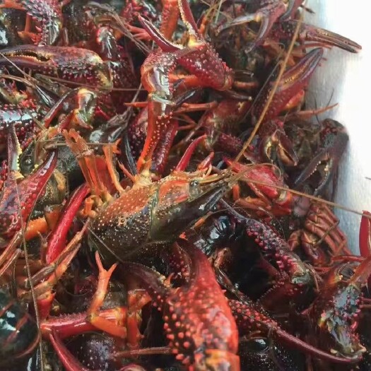 南京小龙虾 高淳本地精养虾已开始供应
